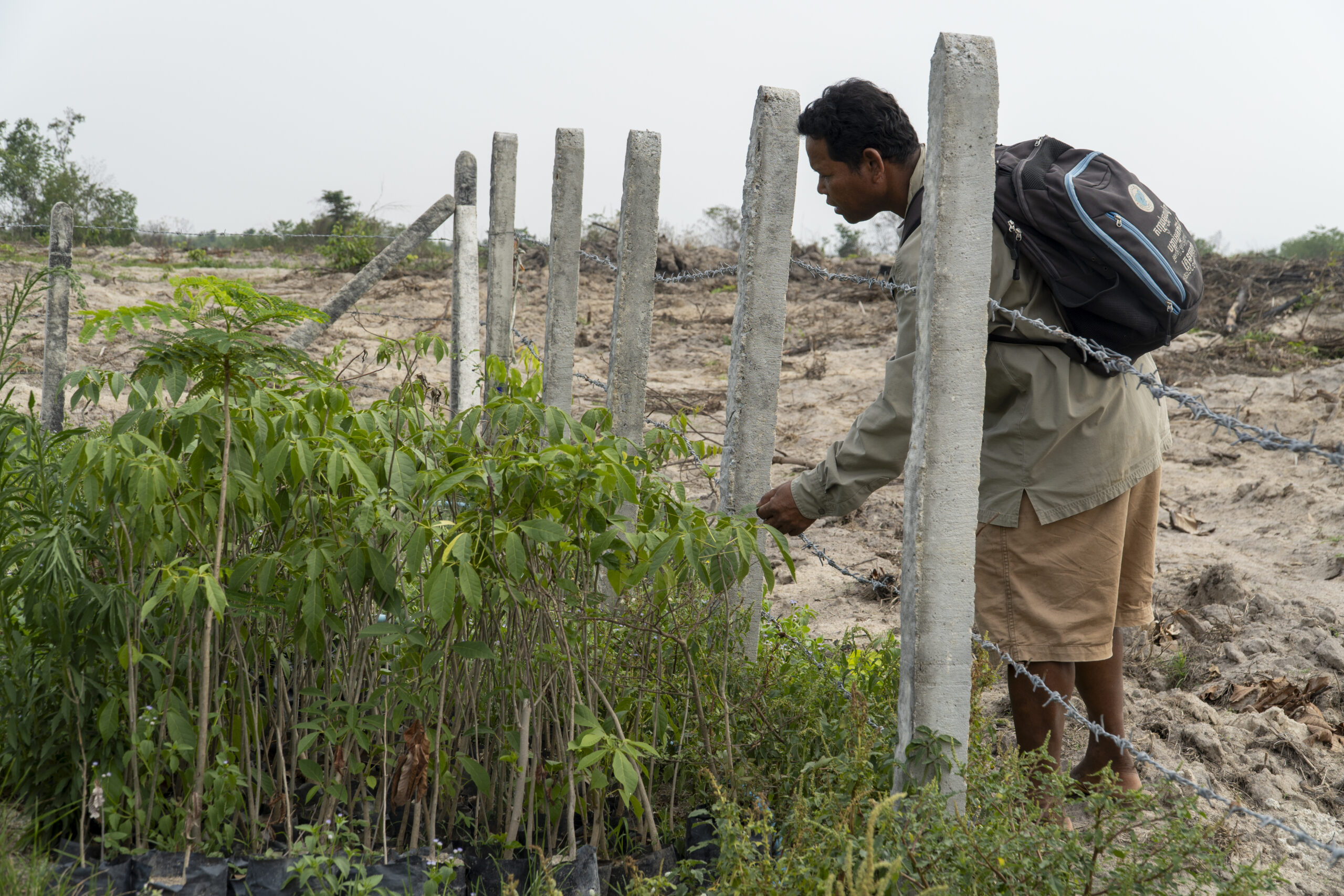 Chhon Sam tends tree saplings through protective barbed wire, aiming to plant them one day to replace cleared trees in Metta Forest, on April 8, 2025. (Meng Kroypunlok)