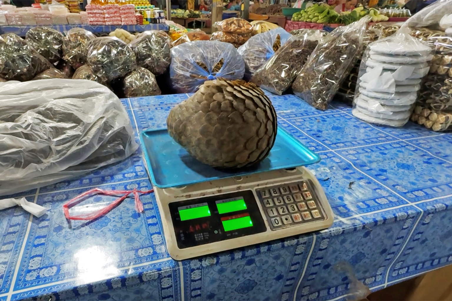 In 2024, undercover investigators from Agent C Wildlife Initiative documented the covert sale of live pangolins at Dongmakkhay market, Vientiane. Sellers would only bring the animals out to be inspected for Chinese tourists. Image supplied by Agent C Wildlife Initiative.