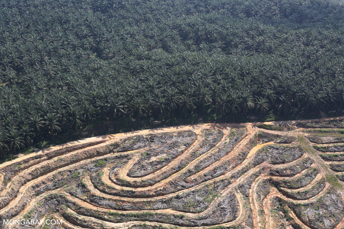 An oil palm plantation in Indonesia. Image by Rhett A. Butler/Mongabay.