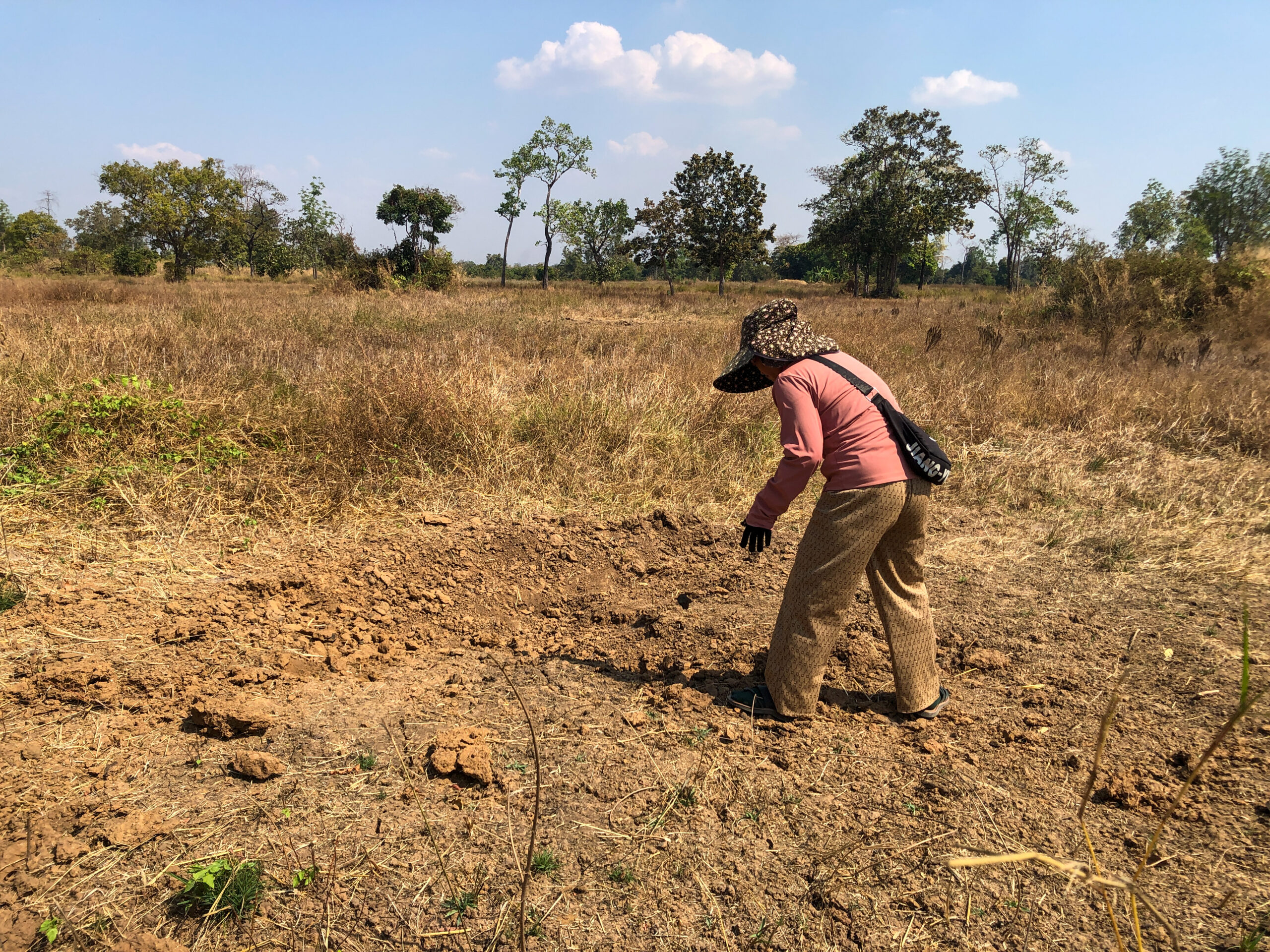 Khieu Chhorvy searched for pieces of exploded bombs in her relative's rice field about 200 meters behind her house in Cambodia's Preah Vihear province on January 15, 2026. (Meng Kroypunlok/Mekong Independent/Creative Commons)